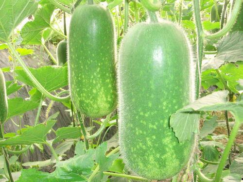 吃咸瓜干搞笑视频大全集,笑料横生，欢乐无限