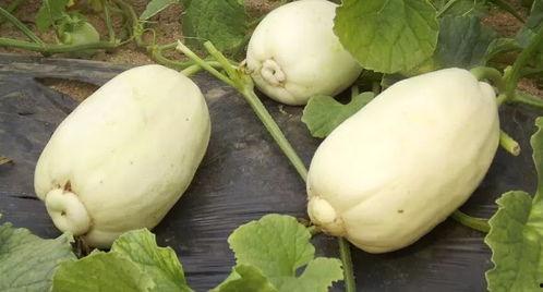 想吃正宗银瓜怎么吃视频,视频教你轻松享受美味