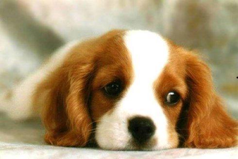 狗狗吃茭瓜视频教程下载,轻松制作狗狗爱吃的健康小食