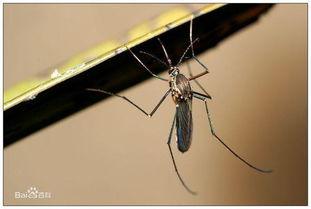 蚊子吃瓜视频大全,夏日趣味瞬间集锦