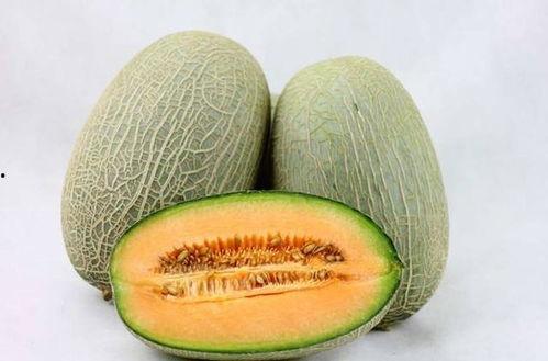 陕西人吃甘肃哈密瓜视频