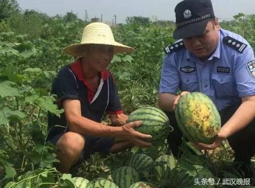 邳州蔡二哥吃瓜视频播放,揭秘网络红人的日常生活