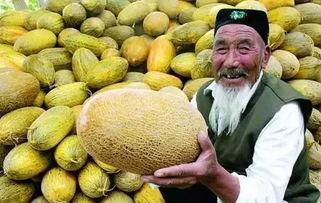 挑战吃哈密瓜搞笑视频,笑料横生的欢乐食刻