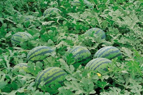 农村吃福寿瓜视频,视频记录田园美味瞬间