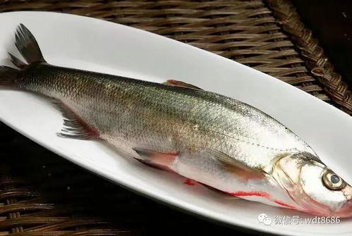 鱼闪闪吃瓜视频