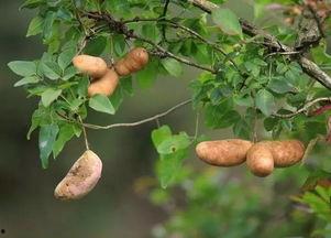 星妹吃八月瓜的视频,趣味视频引网友热议