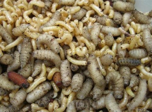 用瓜养蛆吃蛆会死吗视频,揭秘食用蛆虫的生存奥秘